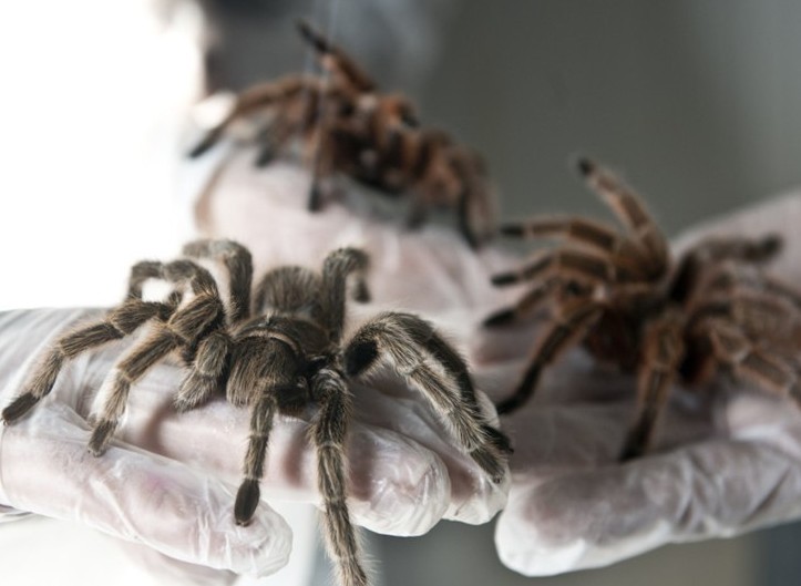 ����֩��ϰ��