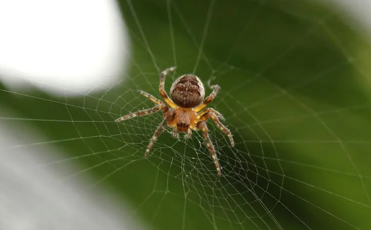 ������վCrawlability�ļ����뷽��